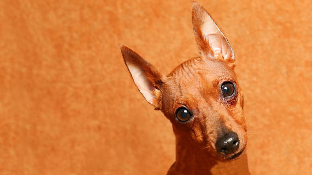 Portrait of a brown puppy on a brown background. The curious look of a puppy. stock photo