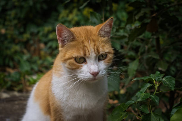 Portrait of a Cat in the Garden stock photo