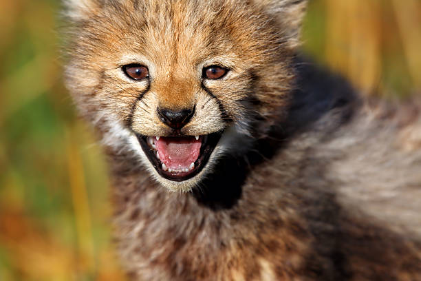 Portrait of a Cheetah baby stock photo
