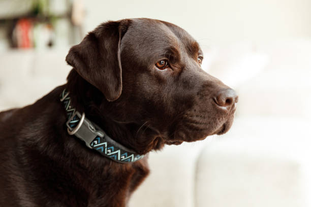 Portrait of a chocolate brown labrador dog sitting in a light living room stock photo