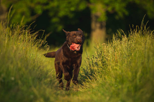 portrait of a chocolate labrador in a summer park adorable chocolate labrador runs with his tongue out to the owner in a summer park chocolate labrador stock pictures, royalty-free photos & images