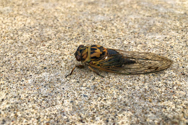 Entomology: A profile shot of an isolated cicada (Cicadoidea, Hemiptera: Tree Bugs). Annual cycles