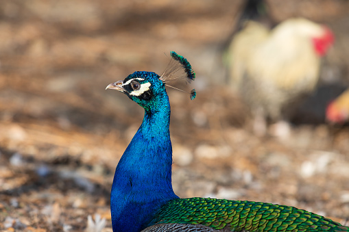 Portrait of a colorful peacock bird head. The peacock has a crown on his head.