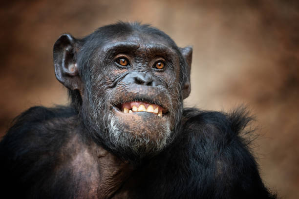 Portrait of a common chimpanzee Portrait of a common chimpanzee making a funny Face. laughing monkey stock pictures, royalty-free photos & images