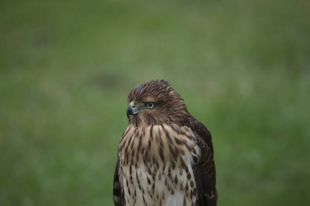 Portrait of a Cooper's Hawk stock photo
