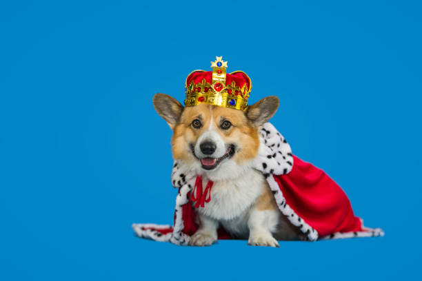 portrait of a corgi dog in a royal robe and tiara on a blue background stock photo