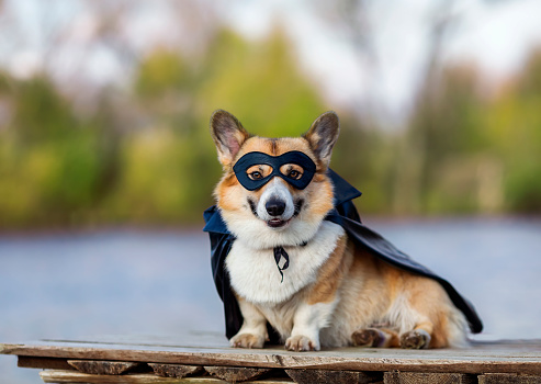 portrait of a corgi dog in a superhero carnival costume in a black mask and raincoat sitting on the shore and smiling