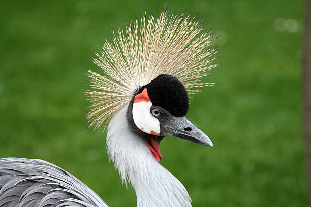 Portrait of a crowned crane bird stock photo
