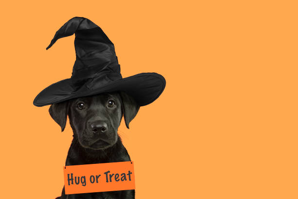 Portrait of a cute black labrador retriever puppy wearing a witch hat for halloween going for trick or treat with space for copy on an orange background stock photo