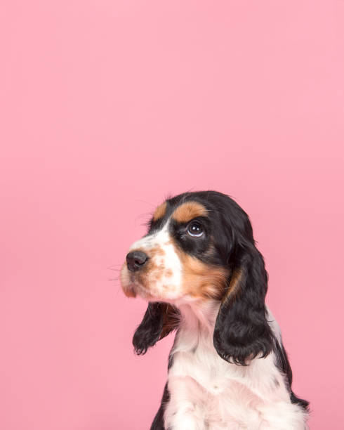 Portrait of a cute cocker spaniel puppy looking up on a pink background stock photo