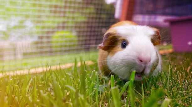 Portrait of a cute guinea pig on blurred and colorful background Beautiful brown and white guinea pig eating grass on a pastel colors background guinea pig stock pictures, royalty-free photos & images