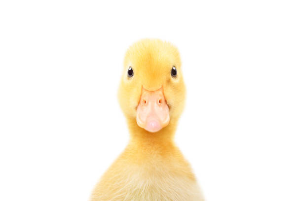 Photo of Portrait of a cute little duckling, closeup, isolated on white background