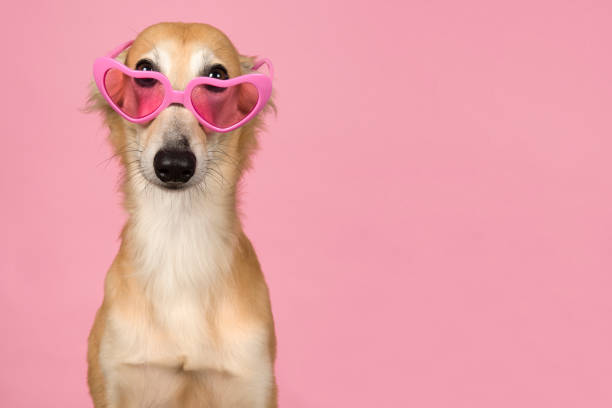 Portrait of a cute silken windsprite peaking over its pink heart shaped glasses on a pink background stock photo