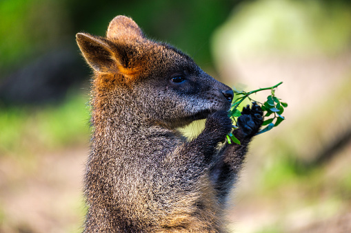 portrait-of-a-cute-wallaby-eating-a-rose-branch-picture-id1130791444