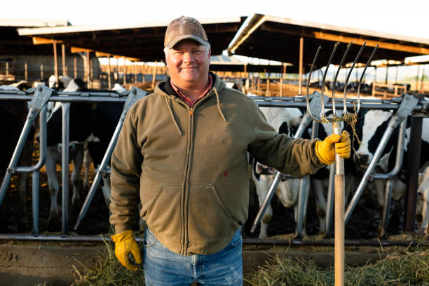 Portrait of a dairy farmer outdoors early morning fork in hand with cows stock photo