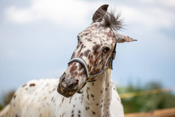 porträtt av en dansk knabstrupper häst på en äng - knabstrupper bildbanksfoton och bilder