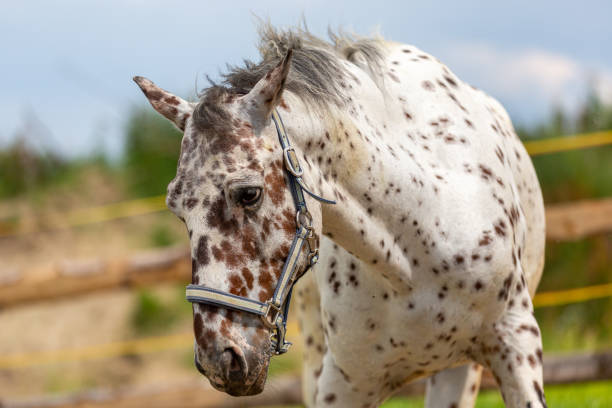 porträtt av en dansk knabstrupper häst på en äng - knabstrupper bildbanksfoton och bilder
