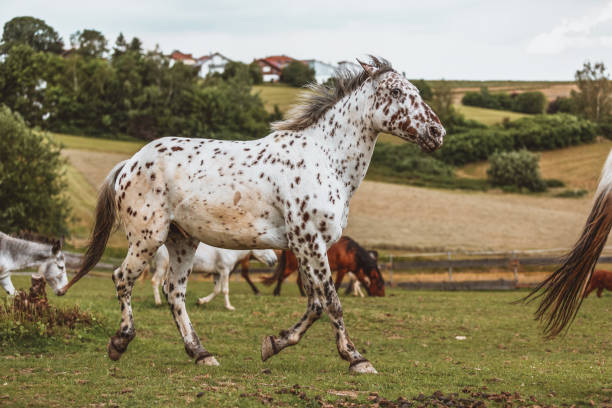 porträtt av en dansk knabstrupperhäst på en äng - knabstrupper bildbanksfoton och bilder