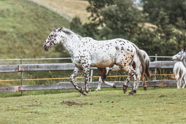 porträtt av en dansk knabstrupperhäst på en äng - knabstrupper bildbanksfoton och bilder