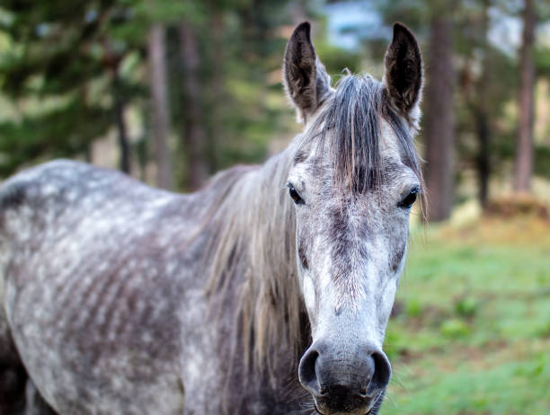 Portrait of a dark grey horse stock photo