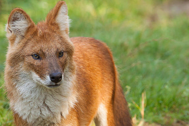 Portrait of a Dhole Portrait of a Dhole also known as a Red Dog or an Asian Wild Dog dhole stock pictures, royalty-free photos & images
