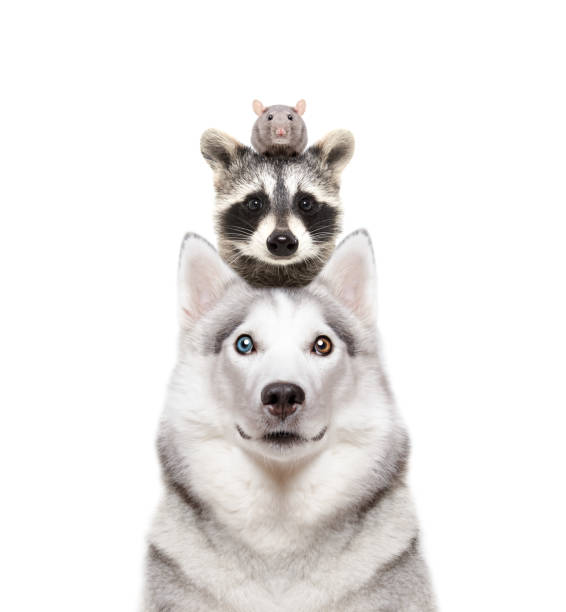 Portrait of a dog breed Siberian Husky with a raccoon and a rat on a head Portrait of a dog breed Siberian Husky with a raccoon and a rat on a head mouse animal photos stock pictures, royalty-free photos & images