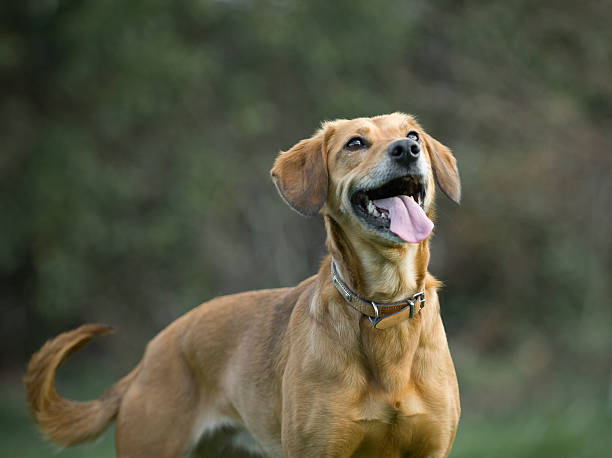 portrait of a dog stock photo