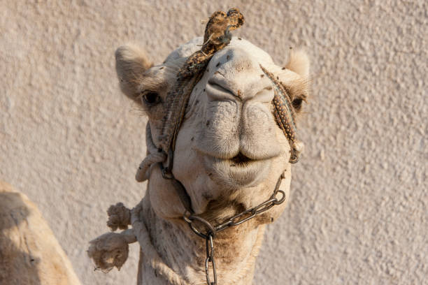 Portrait of a dromedary camel with head collar. stock photo