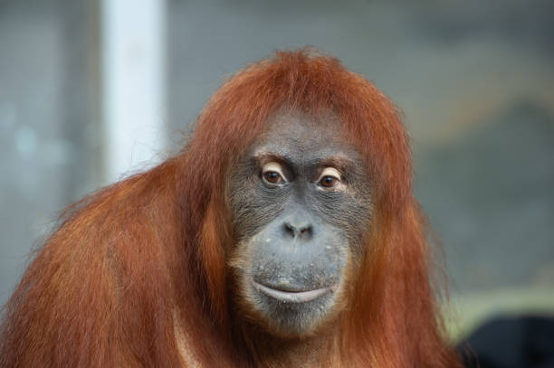 Portrait of a female sumatran orangutan stock photo