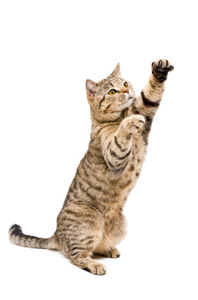 porträt einer verspielt verspielte katze scottish straight - tatze katze freisteller stock-fotos und bilder