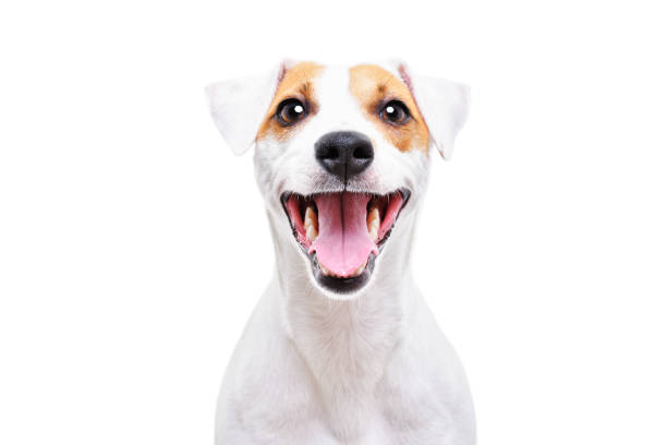 Portrait of a funny dog Jack Russell Terrier, closeup, isolated on white background Portrait of a funny dog Jack Russell Terrier, closeup, isolated on white background animal teeth stock pictures, royalty-free photos & images