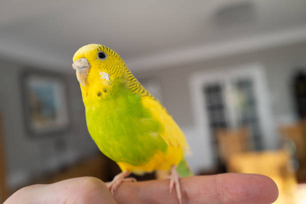 Portrait of a green and yellow budgerigar parakeet sitting on a finger lit by window light. stock photo