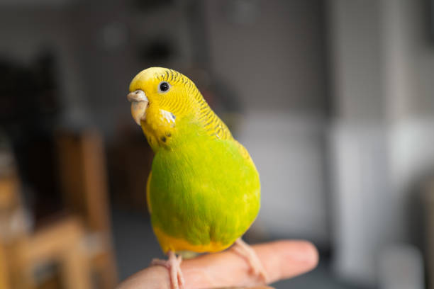 Portrait of a green and yellow budgerigar parakeet sitting on a finger lit by window light. stock photo