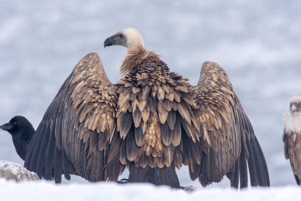 Portrait of a Griffon vulture during the cold winter high mountain Portrait of a Griffon vulture during the cold winter high mountain carrion stock pictures, royalty-free photos & images