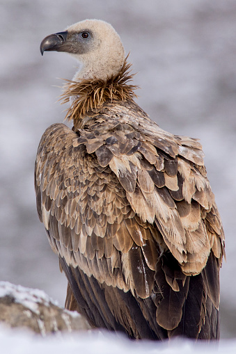portrait of a Griffon vulture during the cold winter high mountain