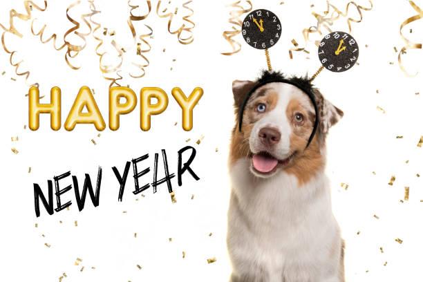 Portrait of a happy australian shepherd dog wearing a new year diadem on a white background with golden party garlands and text happy new year Portrait of a happy australian shepherd dog wearing a new year diadem on a white background with golden party garlands and text happy new year happy new year dog stock pictures, royalty-free photos & images
