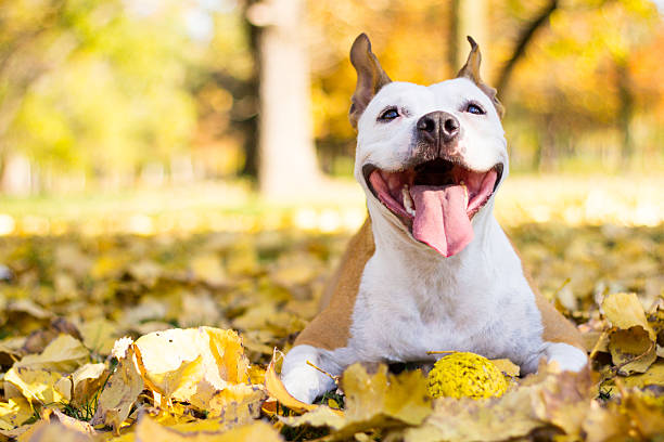 Image result for dog happy
