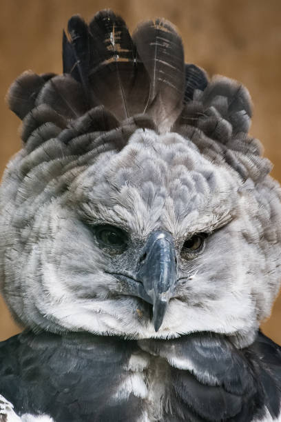 Portrait of a Harpy eagle stock photo