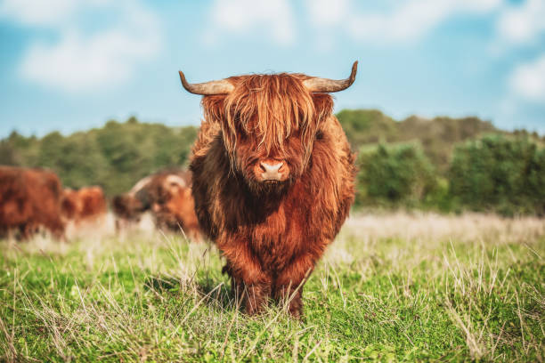 Portrait of a Highland Cattle cow on a meadow stock photo