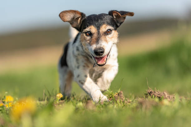 porträtt av en jack russell terrier hund utomhus i naturen mot en blå himmel - energetic jumping bokeh bildbanksfoton och bilder