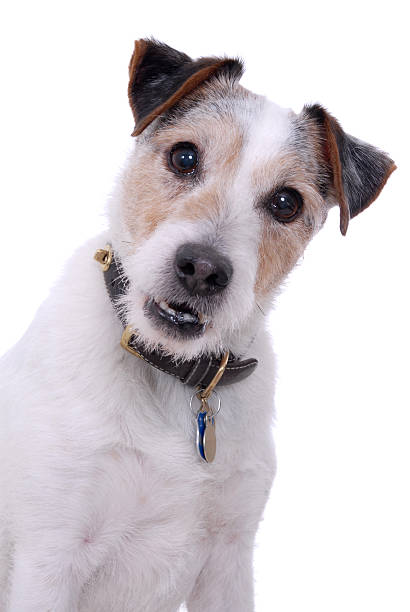 Portrait of a Jack Russell Terrier stock photo