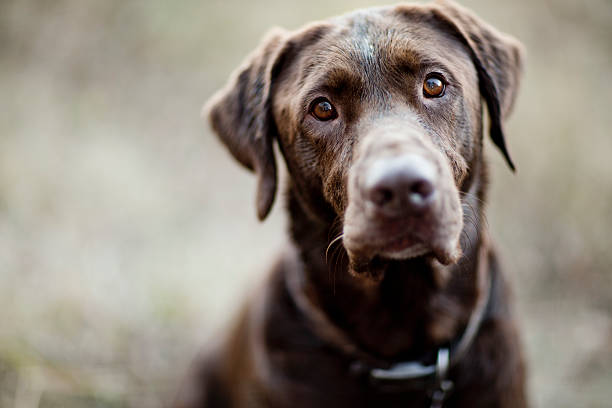 Portrait of a lab Chocolate Lab looking around for ducks chocolate labrador stock pictures, royalty-free photos & images