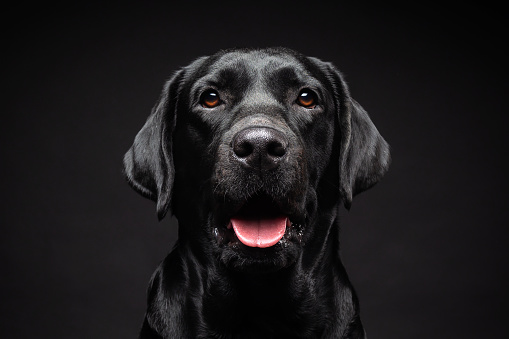 Portrait of a blond labrador retriever dog looking at the camera with a big happy smile isolated on a white background