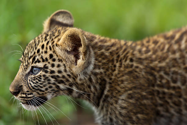 Portrait of a Leopard cub in Masai Mara stock photo