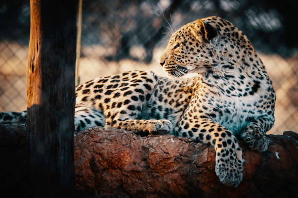 Portrait of a leopard in a large open-air enclosure at sunset on a farm in Namibia stock photo