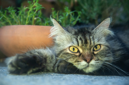 Portrait Of A Lying Persian Cat With Long Grey Hair Stock Photo