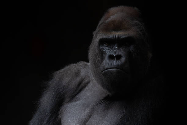Portrait of a male gorilla in the dark with black background Portrait of a male gorilla in the dark with black background gorilla stock pictures, royalty-free photos & images