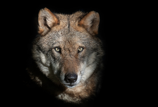 Close shot of a strong male wolf against a black background.