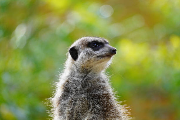 Portrait of a meerkat. Suricata suricatta. stock photo