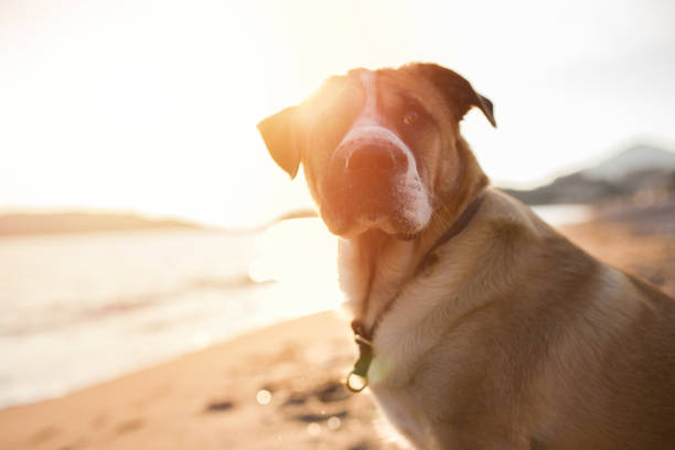 Portrait of a mixed breed dog at the beach stock photo